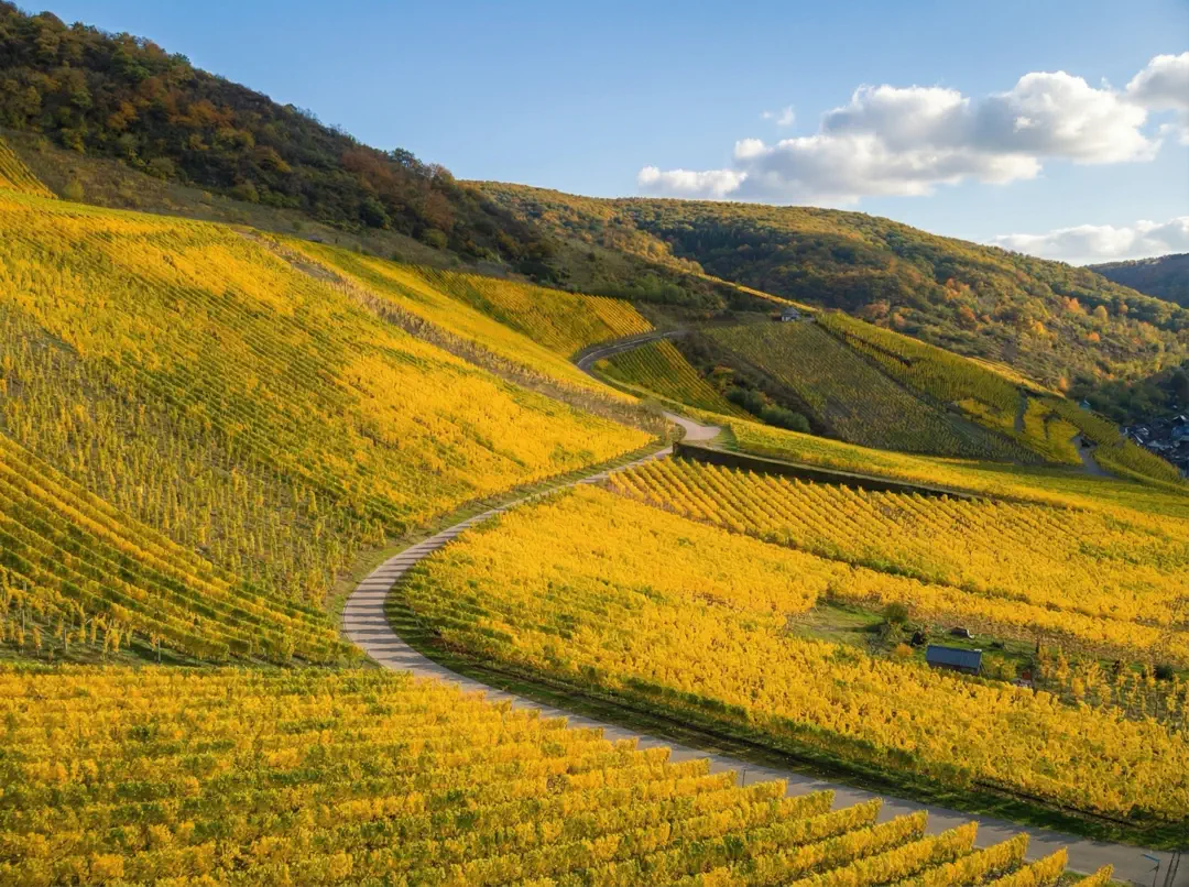 World-Famous Vineyards